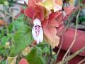 Shrimp Plant